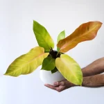 Philodendron Prince of Orange