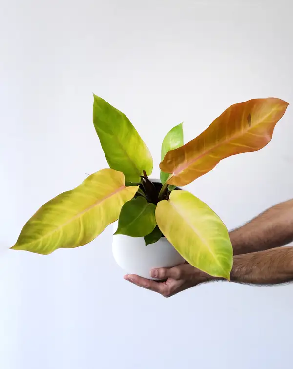 philodendron-prince-of-orange-en-maceta-manos
