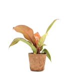 Philodendron Prince of Orange