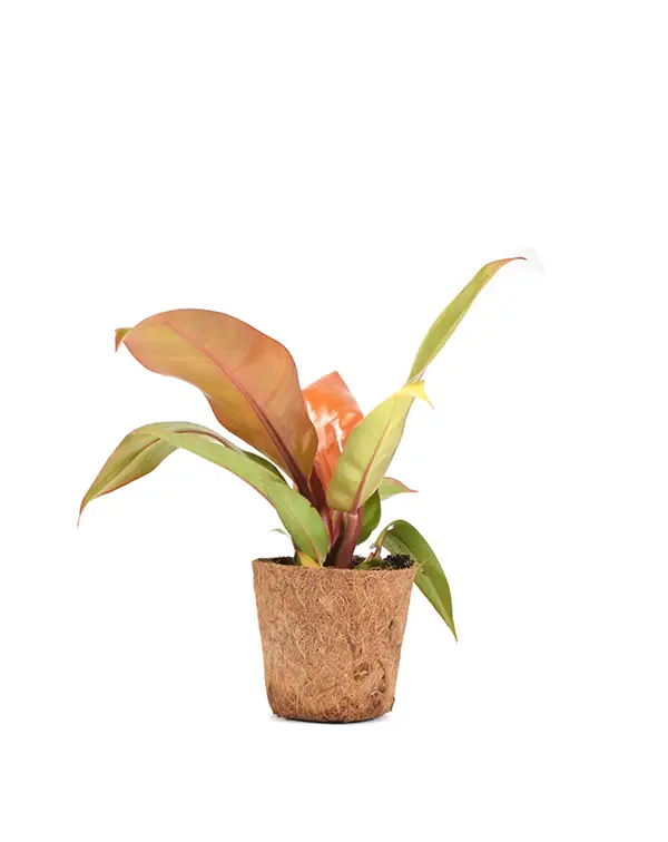 philodendron-prince-of-orange-planta-de-interior