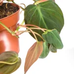 Philodendron Scandens Micans
