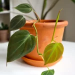 Philodendron Scandens Micans