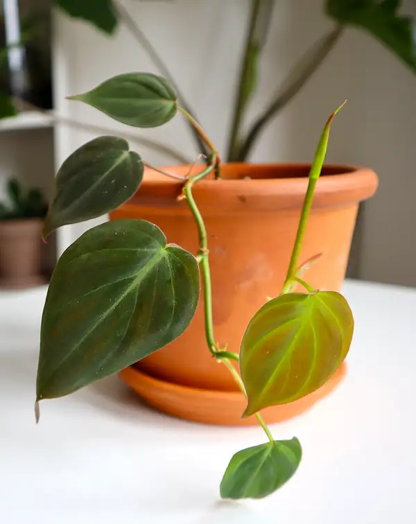 philodendron-scandens-micans-interior-decoracion