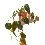 Philodendron Scandens Micans