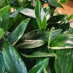 Philodendron Squamiferum Cobra Follaje