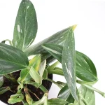 Philodendron Squamiferum Cobra Hojas