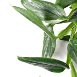 Philodendron Squamiferum Cobra Hojas