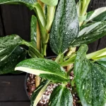 Philodendron Squamiferum Cobra