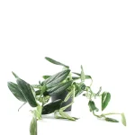 Philodendron Squamiferum Cobra