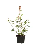 Photinia Fraseri Red Robin