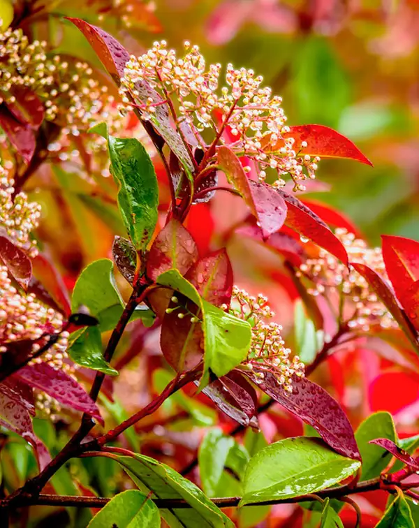 photinia-fraseri-red-robin-setos-otono