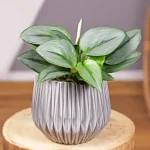 Scindapsus Treubii Moonlight