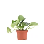 Scindapsus Treubii Moonlight