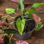 Syngonium Erythrophyllum Red Arrow