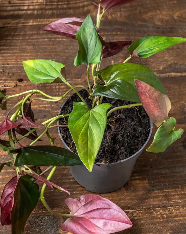 syngonium-erythrophyllum-red-arrow-detalle