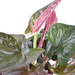 Syngonium Erythrophyllum Red Arrow
