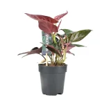 Syngonium Erythrophyllum Red Arrow