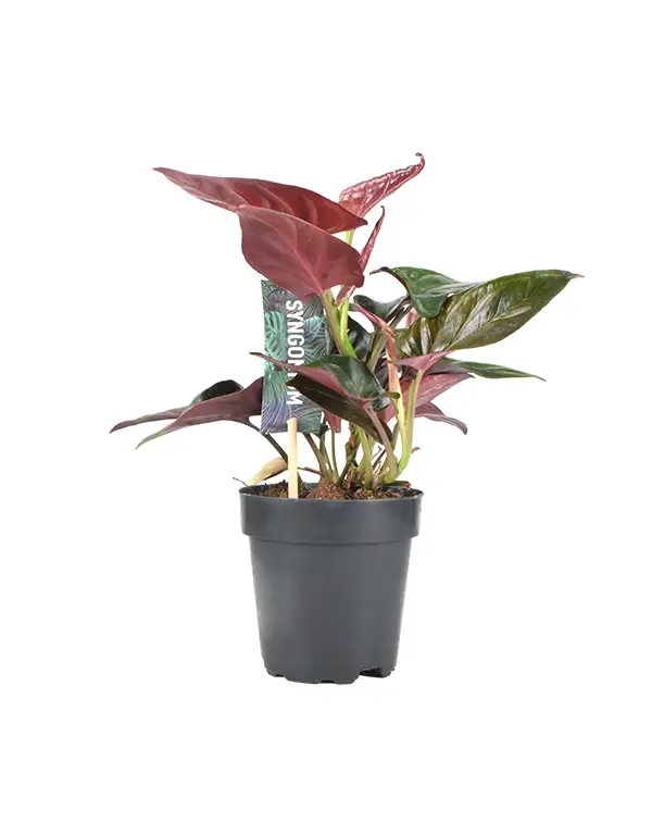 syngonium-erythrophyllum-red-arrow-planta-interior