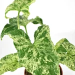 Syngonium Mottled o Syngonium Mojito (moteado)