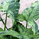 Syngonium Mottled o Syngonium Mojito (moteado)