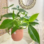 Syngonium Podophyllum Trileaf Wonder