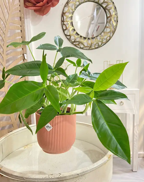 syngonium-podophyllum-trileaf-wonder-maceta