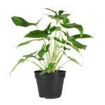Syngonium Podophyllum Trileaf Wonder