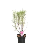 Tamarix Rosissima Rubra