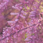 Tamarix Rosissima Rubra flores