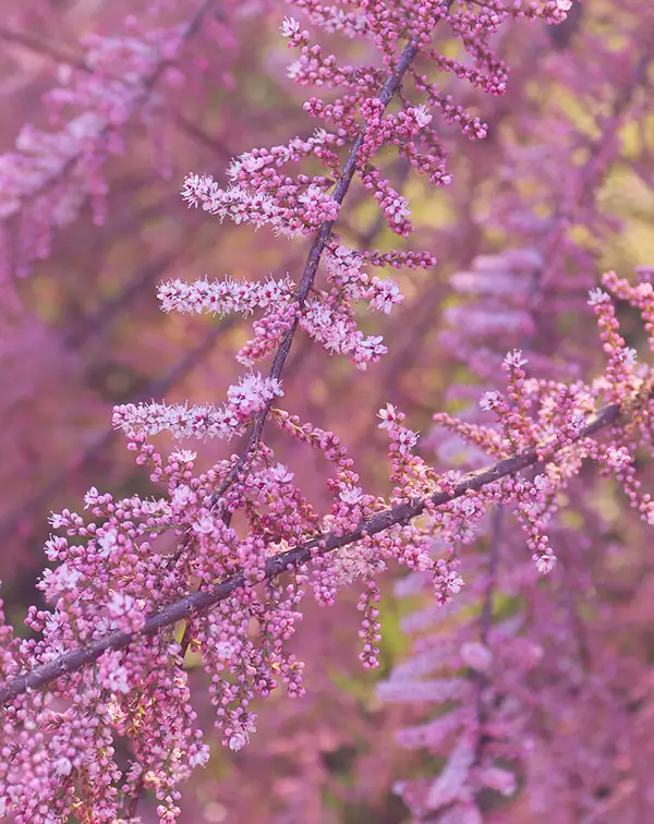 tamarix-ramosissima-rubra-arbusto-exterior-flores