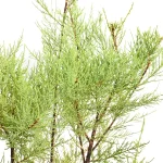 Tamarix Rosissima Rubra hojas