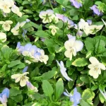 Viola Cornuta Bicolor Blanca y Azul
