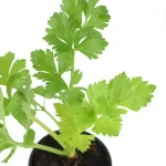 Apio Planta en maceta Planta Hortícola