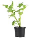 Apio Planta en maceta Planta Hortícola