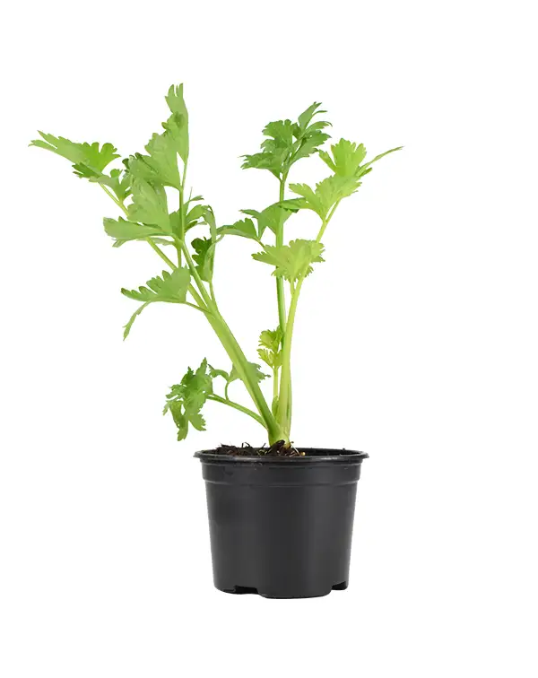 apio-planta-horticola-maceta