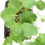 Brócoli Planta 12 unidades hojas