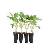 Brócoli Planta 12 unidades