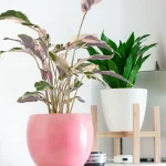 Calathea Fusion White