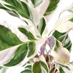 Calathea Fusion White Hojas