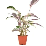 Calathea Fusion White