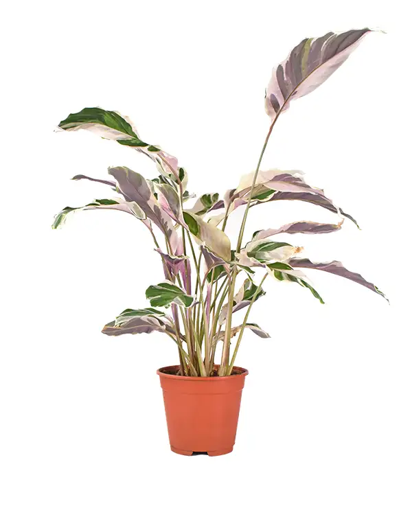 calathea-fusion-white-planta-de-interior