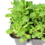 Canónigo Planta 6 unidades