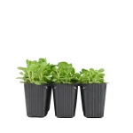 Canónigo Planta 6 unidades