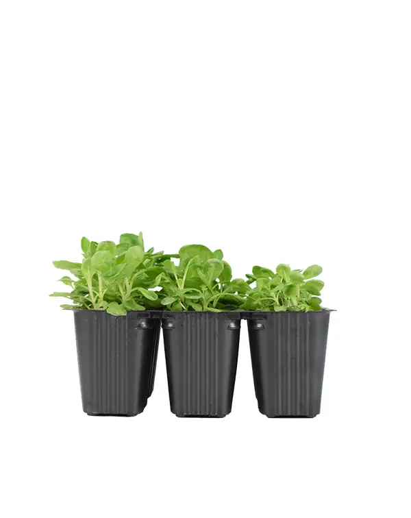 canonigo-6-unidades-planta-horticola