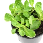 Canónigo Planta