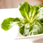 Canónigo Planta