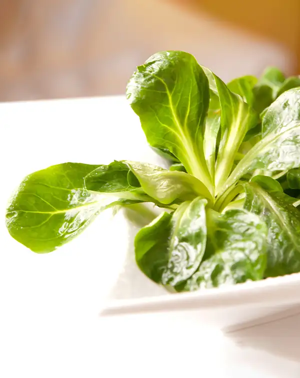 canonigo-planta-horticola-ensalada