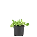 Canónigo Planta