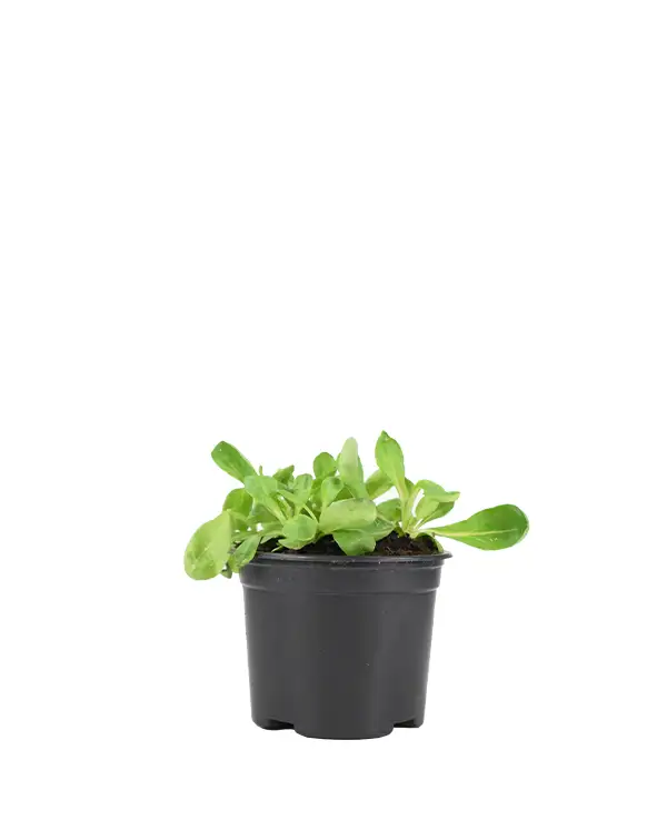 canonigo-planta-horticola-maceta