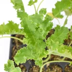 Col Kale Planta 12 Unidades